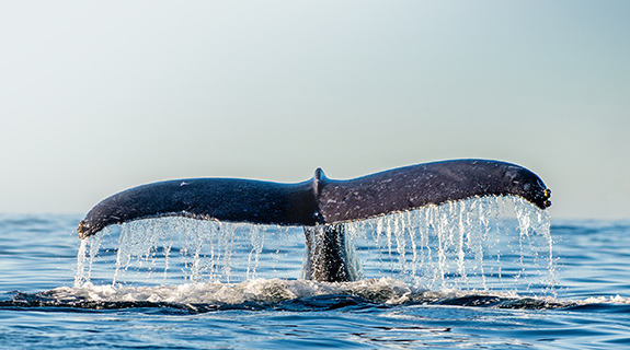 20221480_Banner_World_Ocean_Day_575x320-66963-0