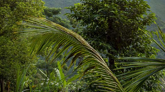 20222489_FullsizeTeaser_Tag-der-Tropenwaelder_575x320_02-69986-0
