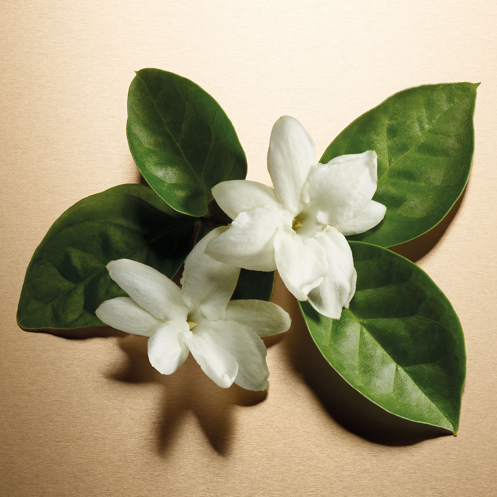 pour-femme-ingredients-2-99543-0