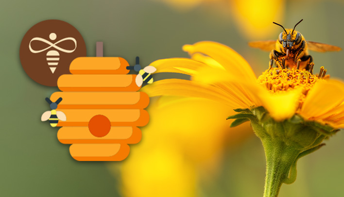 20250380_Kombibanner_Bienenprojekt_708x405px_ohne Ecke_ohne Text_01