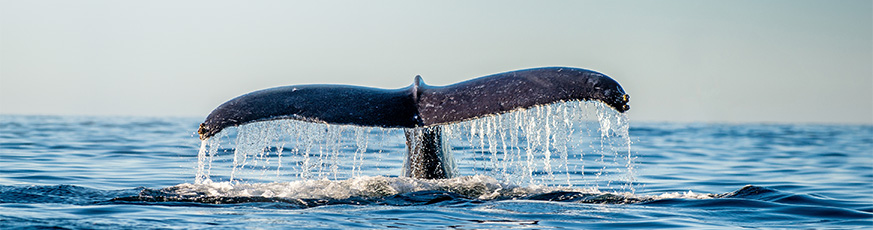 20221480_Banner_World_Ocean_Day_873x230-66731-0