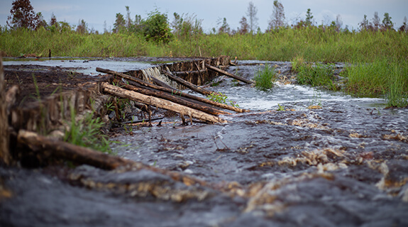world-water-day-weleda-bos-lifestyle-575x320-50196