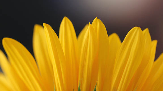 lifestyle-optimismus-sonnenblume-575x320-55710