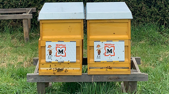 bienenprojekt-bienenstock-mueller-575x320px-66393