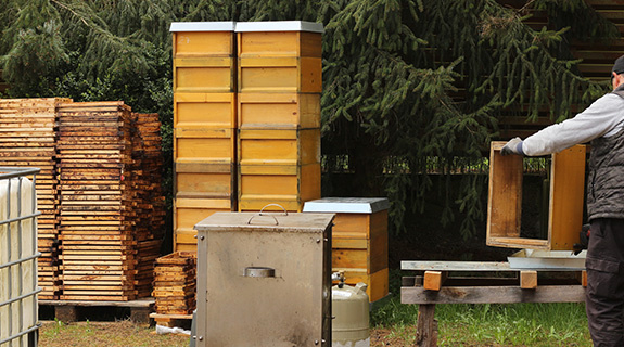 bienenprojekt-bienenstoecke-arbeiter-575x320px-66398