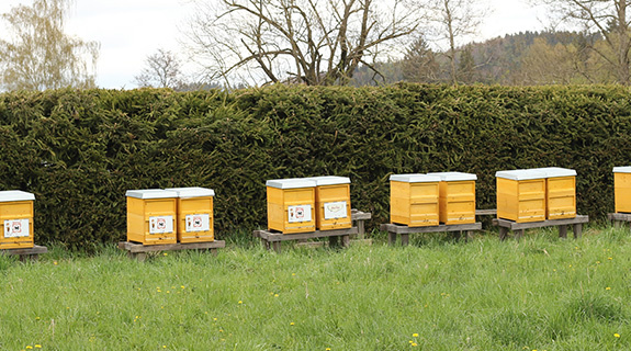 bienenprojekt-bienenstoecke-wiese-575x320px-66395