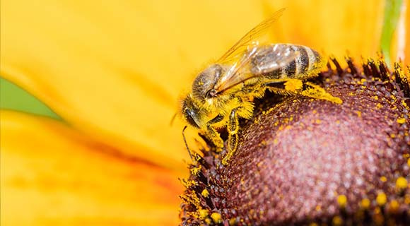 bienenprojekt-beefuture-biene-bluete-575x320px-61149-1-78150-0