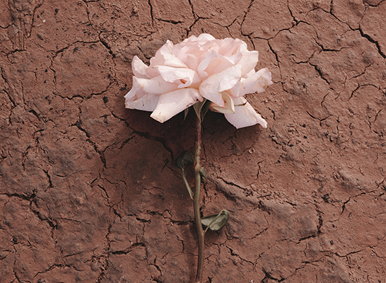 goldfield-2