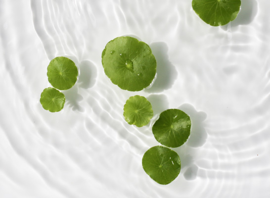 OLIVAL-web-banner-546x400px-2