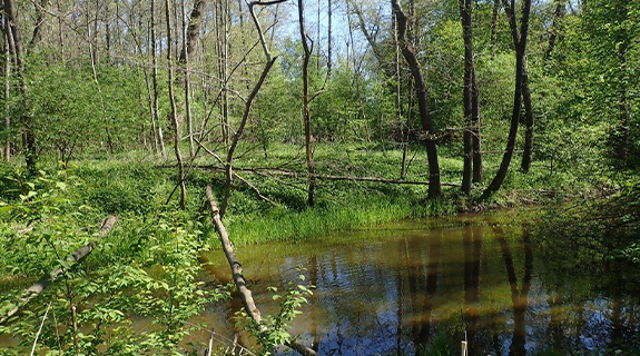 AT-NABU-Müller-Visual-Biodiversität_575x320-58342-1