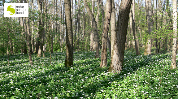 AT-NABU-Müller-Visual-NABU_575x320-58341-1