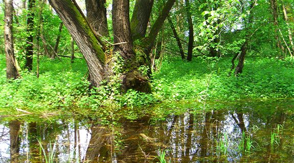 AT-NABU-Müller-Visual-Was-kannst-du-tun_575x320-58343-1