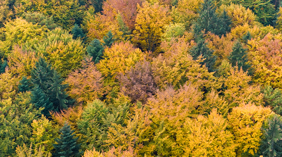 NABU-Müller-Visual-Biodiversität_575x320-58315-1