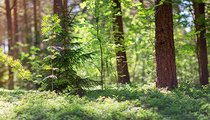 Nachhaltigkeit 708x405