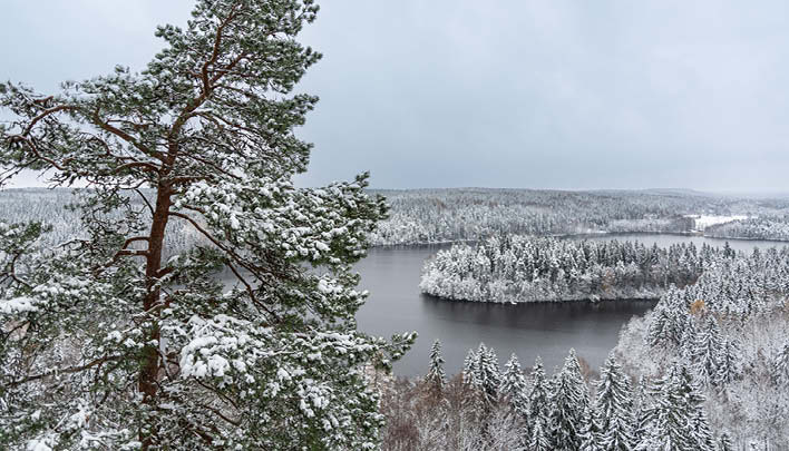 Lifestyle 02/25 Fühlen Baumwipfel 708x405.jpg