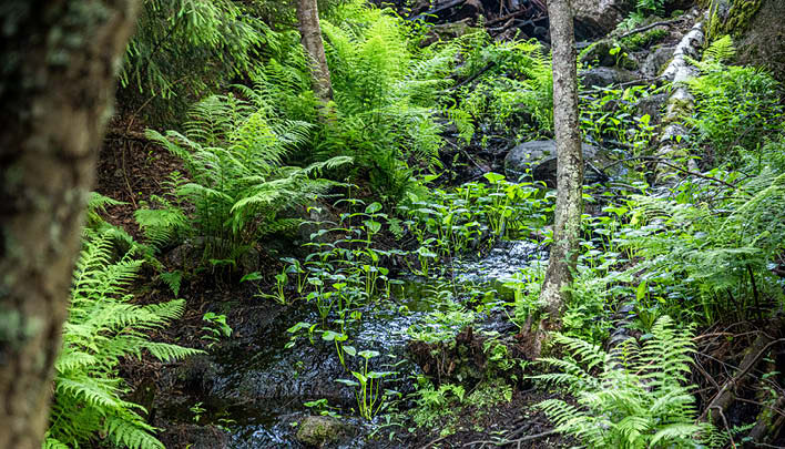 Lifestyle 02/25 Fühlen Waldboden 708x405.jpg