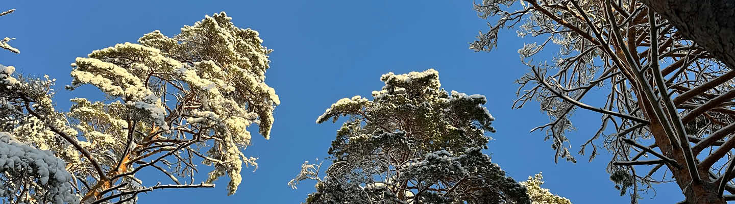 Lifestyle 02/25 Fühlen Header Baumkrone Himmel 1440x400.jpg