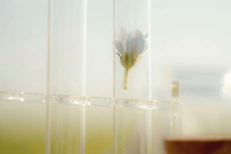 Lifestyle_464x309_Reagenzgläser_Blüte_Himmel_1_26