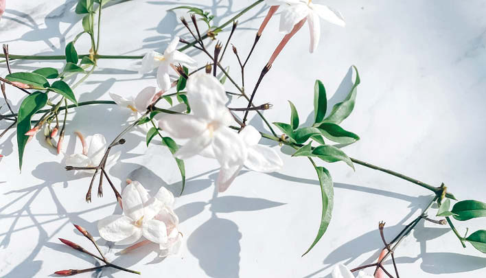 Lifestyle_708x405_Filigrane_Blueten_heller_Hintergrund_4_25_708x405.jpg