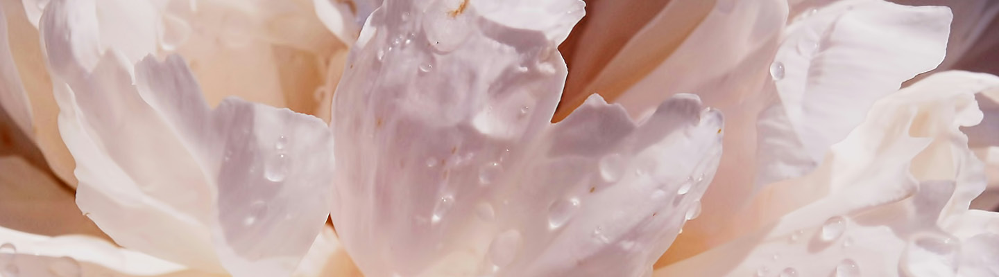 Lifestyle_1440x400_Bluetenwetter_3_25-1440x400.jpg