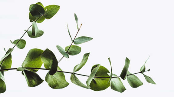 eukalyptus-zweige-wei-er-hintergrund-83283-1