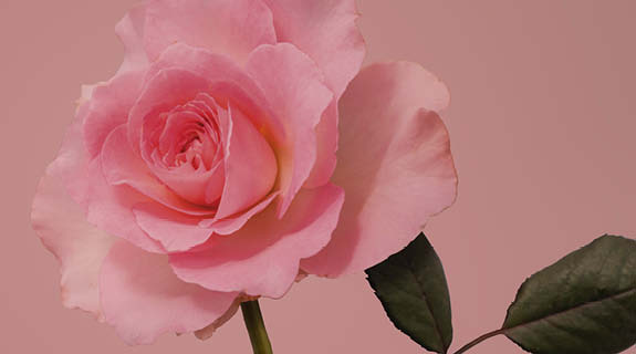 lifestyle-rosa-rose-vor-rosa-grund-575x320-90562-1