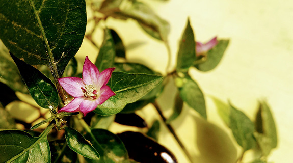 blog-575x320-februar-78377-0