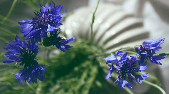 blog-575x320-juni-78383-0