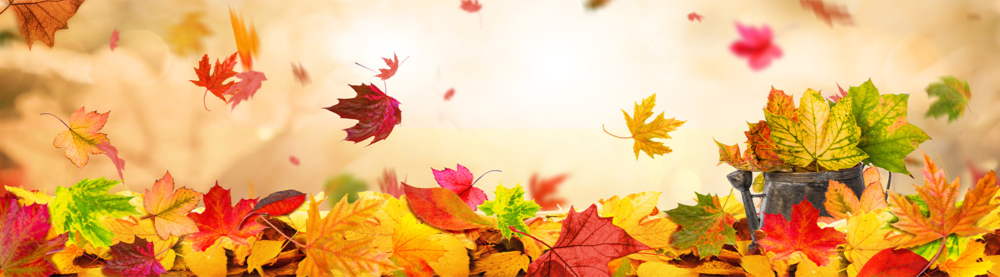 Bunte Herbstblätter