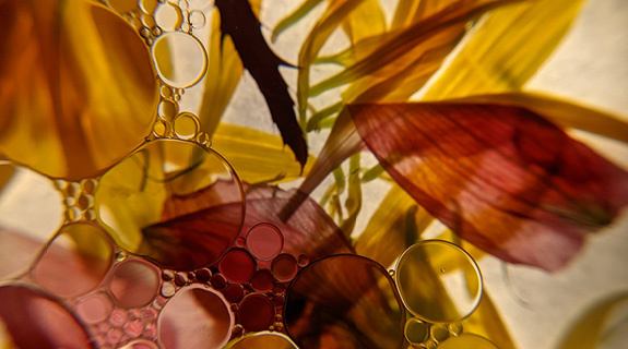 blog-575x320-l-carnosin-78282-0