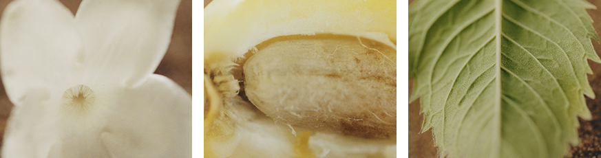 Chloe_Ingrediens-76288-0