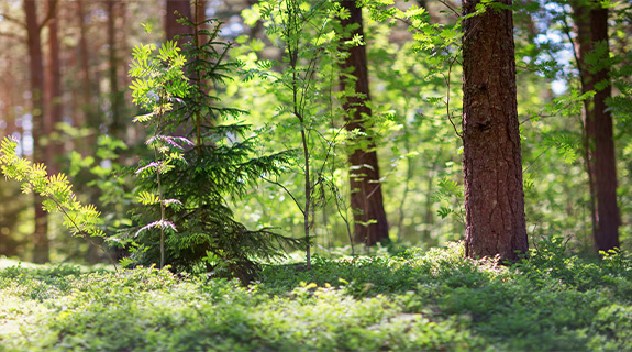 banner-nachhaltigkeit-575x320-100244-0