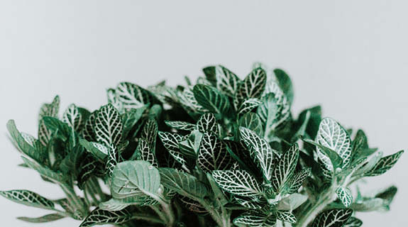 lifestyle-pfefferminz-strauss-heller-hintergrund-575x320-90560-1