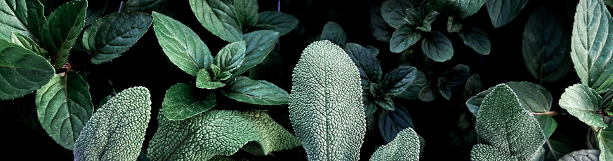 erfrischung-lifestyle-873x230_Header-53930-1