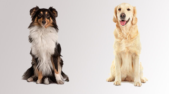 hunde-hundehalter-aufgepasst-inspiration-575x320-23901