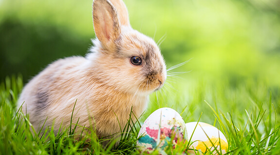 ostern-osterhase-575x320-22987