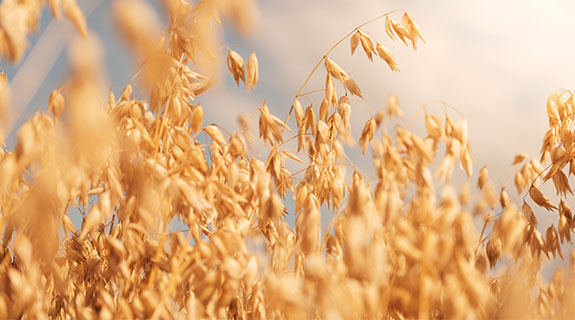 hafer-feld-adobestock-173915981-575x320-93515-0