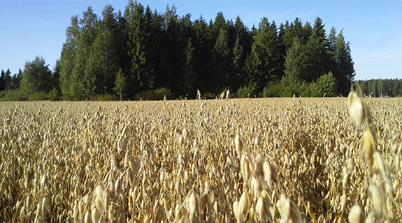 glutenfreier-hafer-feld-alnavit-inspiration-575x320-24605