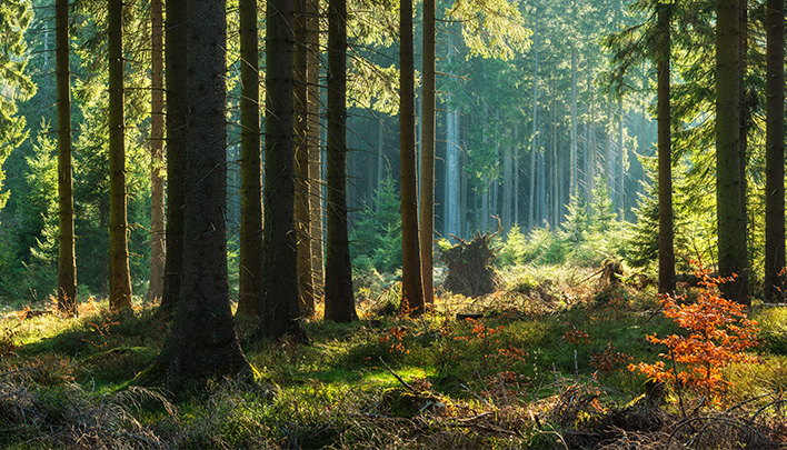 Wir pflanzen einen Wald 708x405