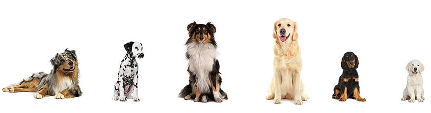 inspiration-hunde-873x230-22794