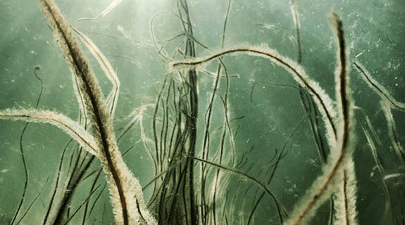 lifestyle-unter-wasser-gruene-algen-sonnenstrahlen-von-oben-04-24-96572-1