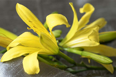 lifestyle-exotische-aromaoele-464x309.jpg