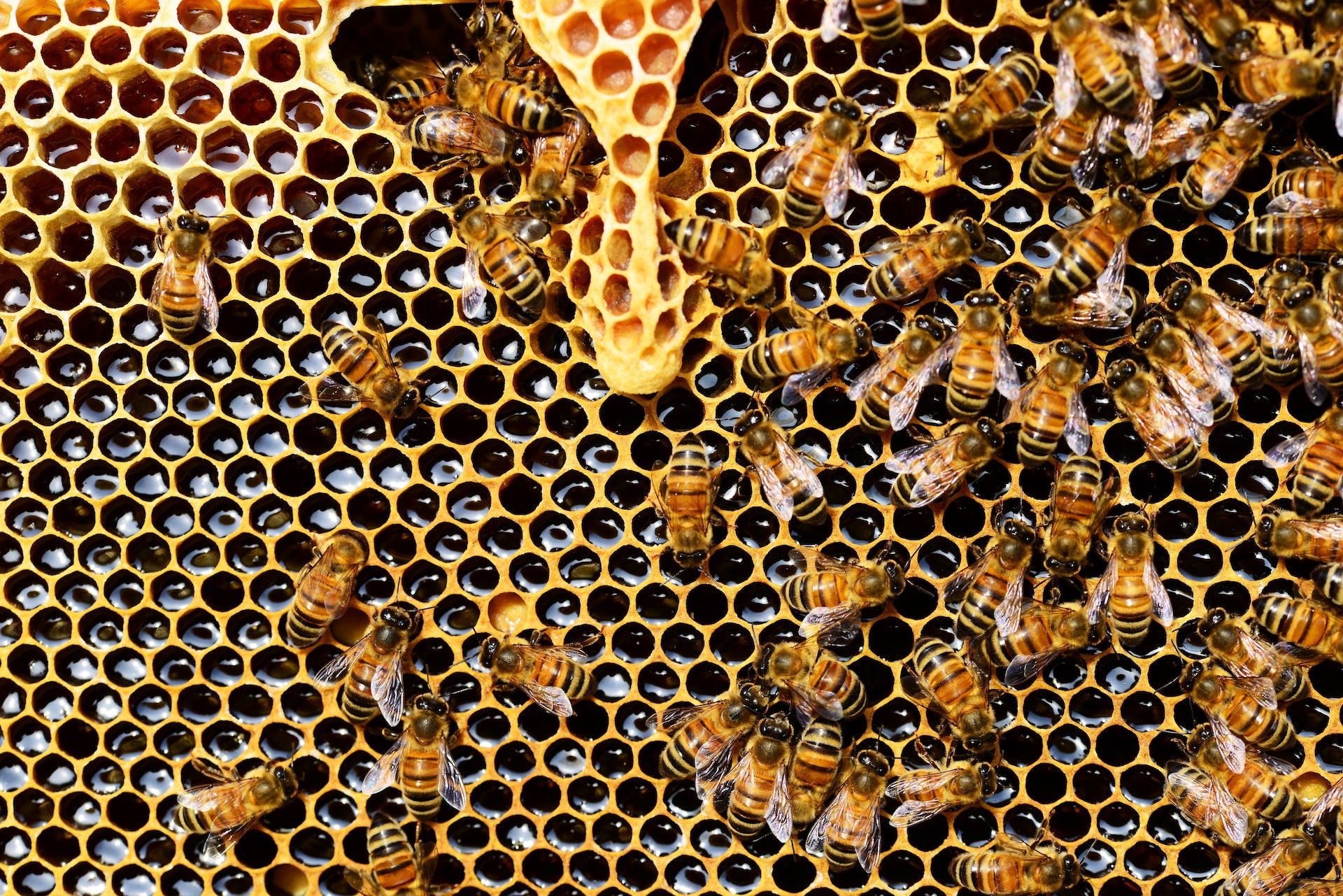 Bienen-72440-0