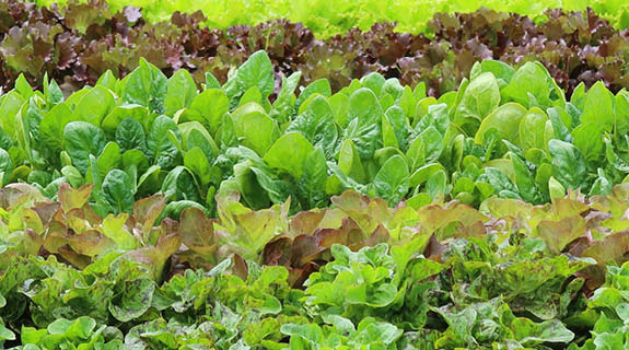 lifestyle-feld-mit-gruenen-und-roten-blattsalaten-92063-0