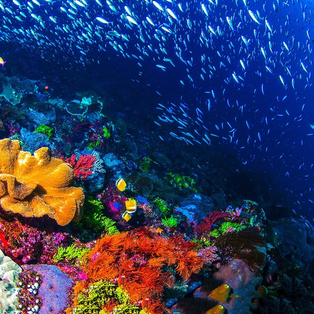 hawaii-reef-min-82632-0