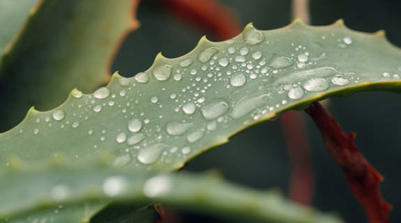 aloevera-wassertropfen-83145-0