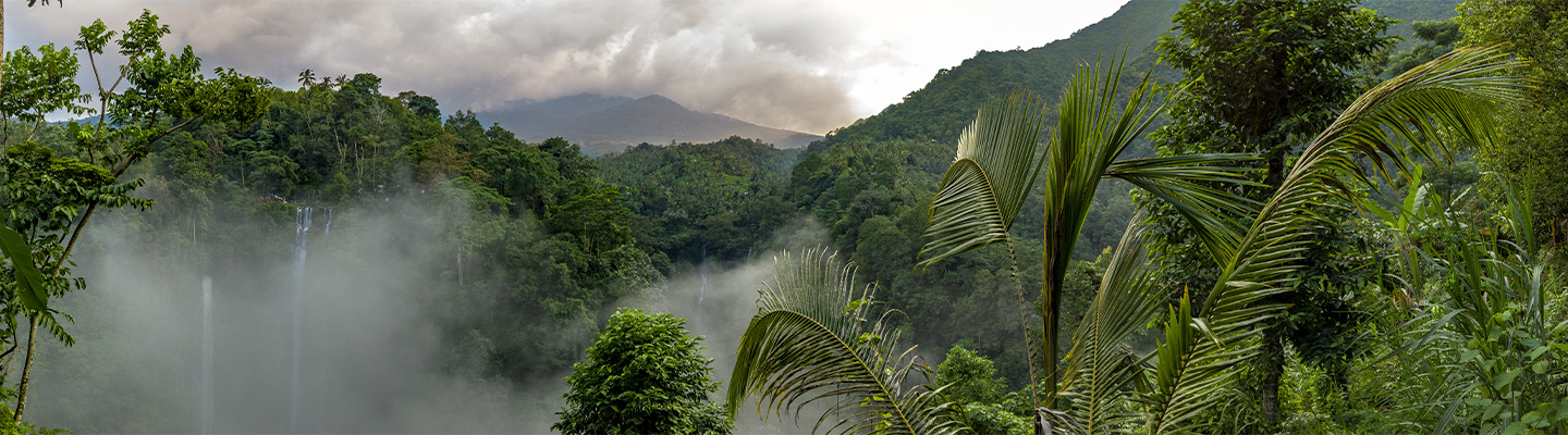Tag der Tropenwälder