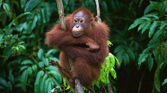 tag-der-tropenwaelder-oranguthan-inspiration-575x320-44428