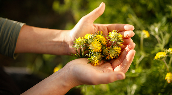 natuerlichpflegen-drhauschka-fs24-wundklee-1-573x320-92265-0