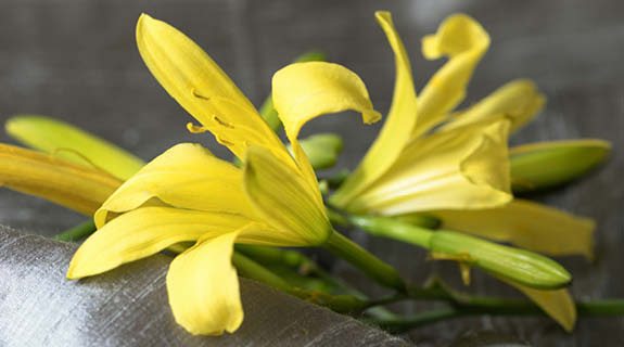 lifestyle-gelbe-bluete-holzplanke-575x320-94297-0